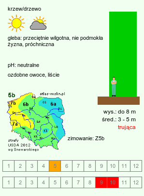 wymagania uprawowe Euonymus sachalinensis (trzmielina sachalińska)