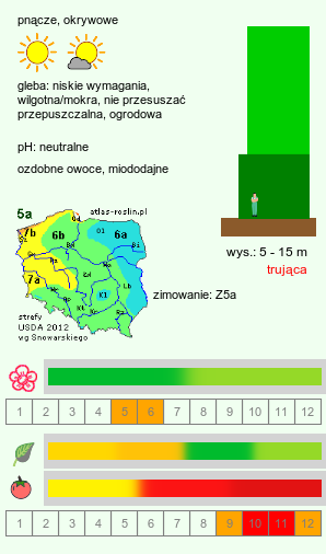 wymagania uprawowe Celastrus orbiculatus (dławisz okrągłolistny)