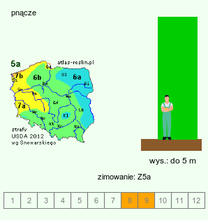 wymagania uprawowe Celastrus scandens (dławisz amerykański)