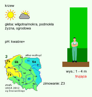 wymagania uprawowe Frangula alnus (kruszyna pospolita)