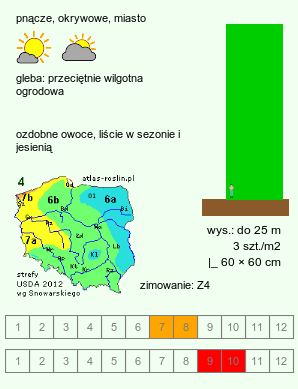 wymagania uprawowe Parthenocissus inserta (winobluszcz zaroślowy)