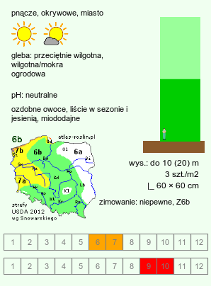 wymagania uprawowe Parthenocissus tricuspidata (winobluszcz trójklapowy)