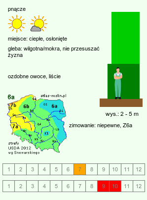 wymagania uprawowe Ampelopsis glandulosa (winnik zmienny)