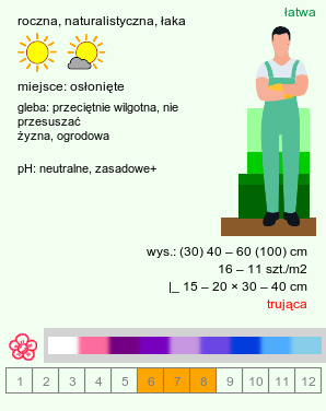 wymagania uprawowe Consolida ajacis (ostróżeczka ogrodowa)