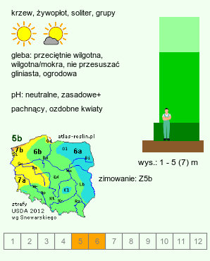 wymagania uprawowe Syringa (lilak)