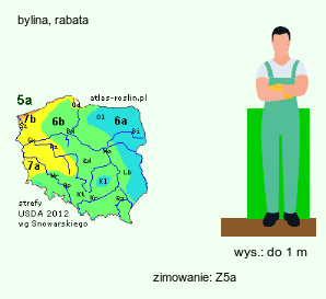 wymagania uprawowe Gentiana lutea (goryczka żółta)