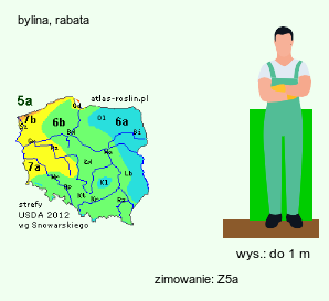 wymagania uprawowe Gentiana lutea (goryczka żółta)