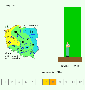 wymagania uprawowe Periploca graeca (obwojnik grecki)