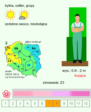 wymagania uprawowe Asclepias syriaca (trojeść amerykańska)