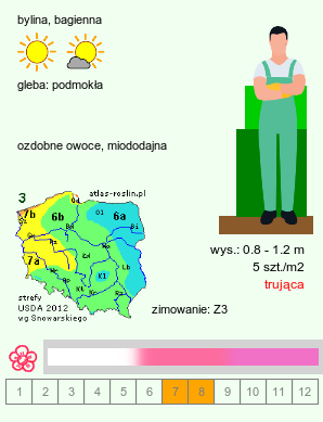 wymagania uprawowe Asclepias incarnata (trojeść krwista)