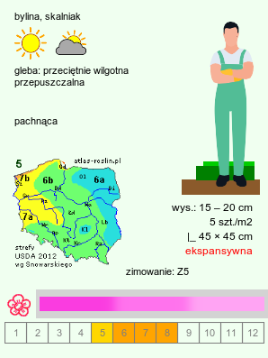 wymagania uprawowe Phuopsis stylosa (kozłówka długoszyjkowa)