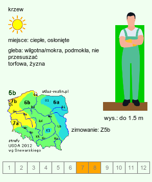 wymagania uprawowe Cephalanthus occidentalis (guzikowiec zachodni)