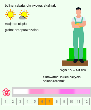 wymagania uprawowe Asperula (marzanka)