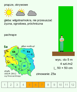 wymagania uprawowe Lonicera periclymenum (wiciokrzew pomorski)