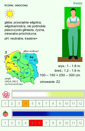 wymagania uprawowe Lonicera orientalis (wiciokrzew kamczacki)