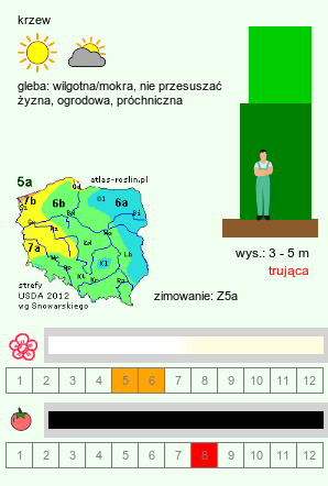 wymagania uprawowe Sambucus nigra (bez czarny)