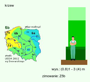 wymagania uprawowe Sambucus racemosa (bez koralowy)