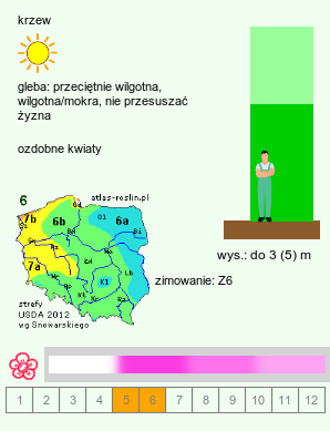 wymagania uprawowe Weigela coraeensis (krzewuszka wielkokwiatowa)