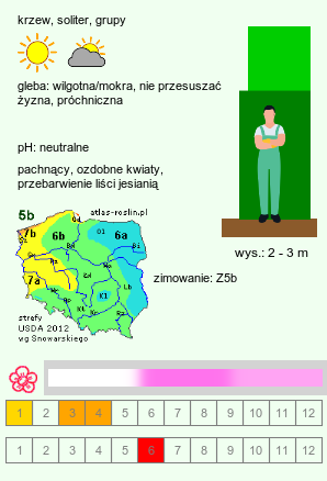 wymagania uprawowe Viburnum farreri (kalina wonna)