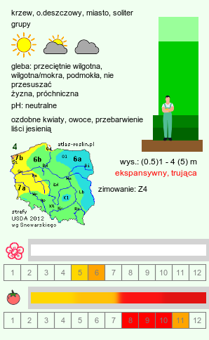 wymagania uprawowe Viburnum opulus (kalina koralowa)