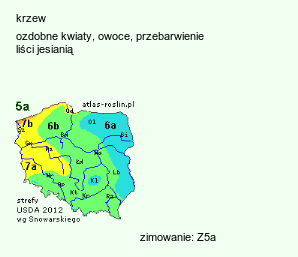 wymagania uprawowe Viburnum trilobum (kalina amerykańska)