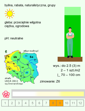 wymagania uprawowe Cephalaria gigantea (głowaczek olbrzymi)