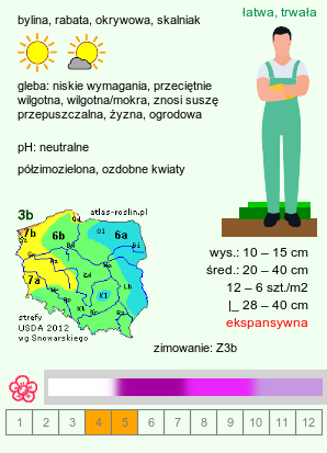 wymagania uprawowe Phlox subulata (floks szydlasty)