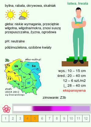 wymagania uprawowe Phlox subulata (floks szydlasty)