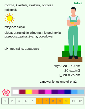 wymagania uprawowe Convolvulus tricolor (powój trójbarwny)