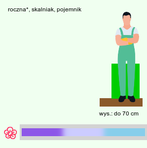 wymagania uprawowe Convolvulus sabatius (powój mauretański)