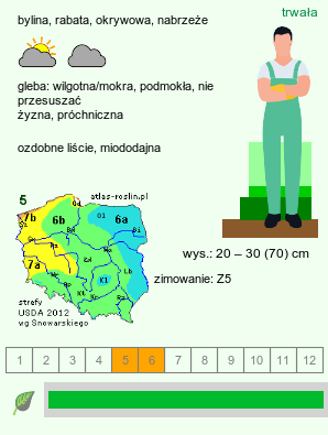 wymagania uprawowe Hydrophyllum canadense (czerpatka kanadyjska)