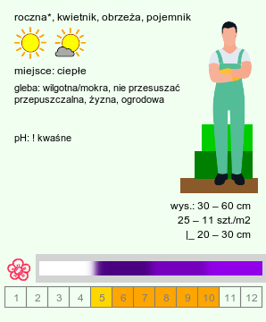 wymagania uprawowe Heliotropium arborescens (heliotrop peruwiański)