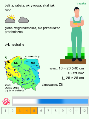 wymagania uprawowe Omphalodes verna (ułudka wiosenna)