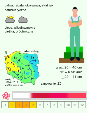 wymagania uprawowe Pulmonaria rubra (miodunka czerwona)