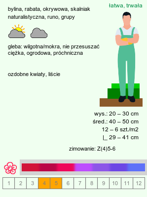 wymagania uprawowe Pulmonaria saccharata (miodunka pstra)