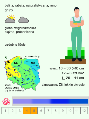 wymagania uprawowe Pulmonaria longifolia (miodunka długolistna)