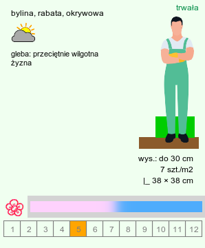 wymagania uprawowe Symphytum grandiflorum (żywokost wielkokwiatowy)