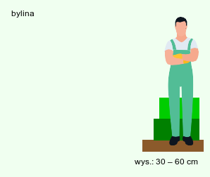 wymagania uprawowe Alkekengi officinarum (miechunka rozdęta)