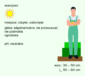 wymagania uprawowe Solanum melongena (oberżyna)