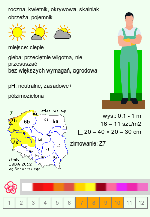 wymagania uprawowe Antirrhinum majus (wyżlin większy)