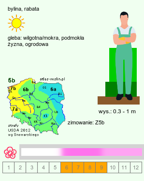 wymagania uprawowe Chelone obliqua (żółwik ukośny)