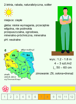 wymagania uprawowe Verbascum bombyciferum (dziewanna jedwabista)