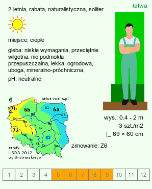 wymagania uprawowe Verbascum (dziewanna)