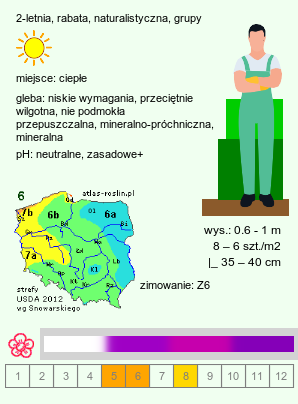 wymagania uprawowe Verbascum phoeniceum (dziewanna fioletowa)