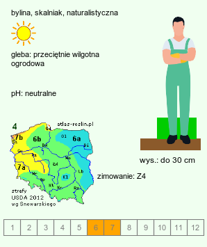 wymagania uprawowe Veronica austriaca (przetacznik ząbkowany)