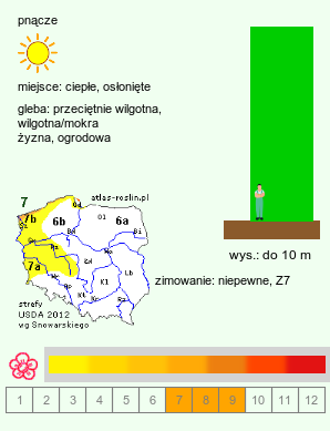 wymagania uprawowe Campsis ×tagliabuana (milin pośredni)