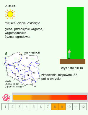 wymagania uprawowe Campsis grandiflora (milin wielkokwiatowy)