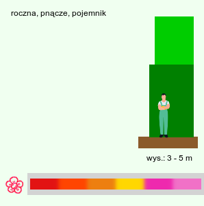 wymagania uprawowe Eccremocarpus scaber (pałczatka szorstka)