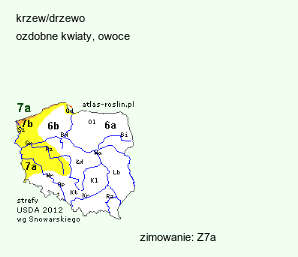 wymagania uprawowe Clerodendrum trichotomum (szczęślin trójdzielny)