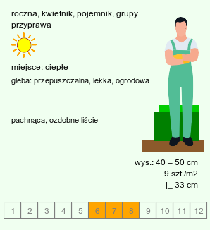 wymagania uprawowe Ocimum basilicum (bazylia pospolita)